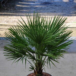 Chamaerops humilis 60-80 cm